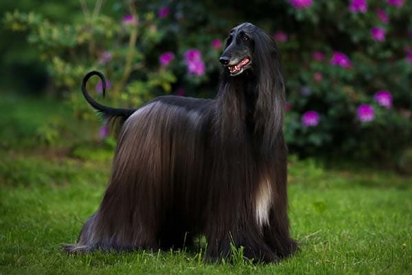Afghan Hound standing in profile in the garden.