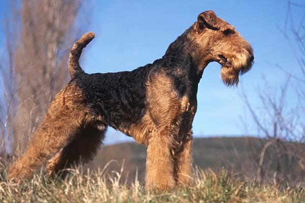 Airedale Terrier standing stacked in profile outdoors.