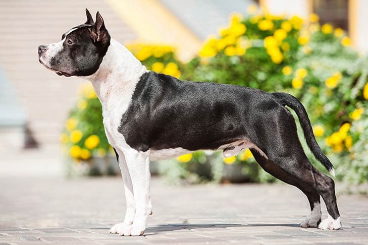 American Staffordshire Terrier standing outdoors facing left.