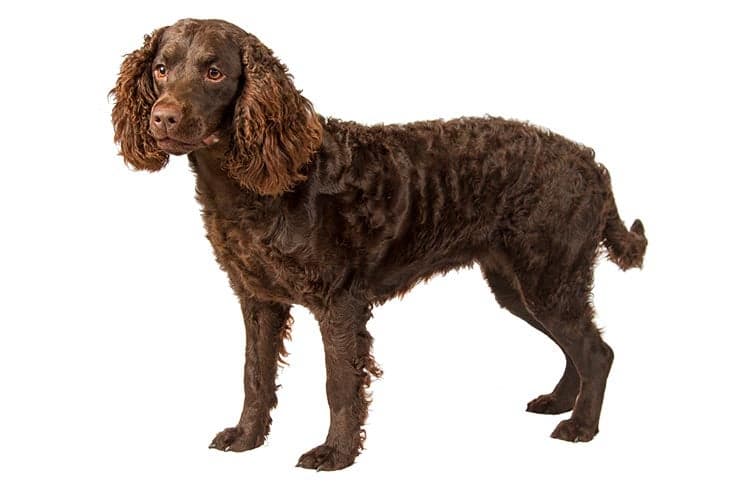 American Water Spaniel standing in three-quarter view facing left, head turned forward, on a white background.