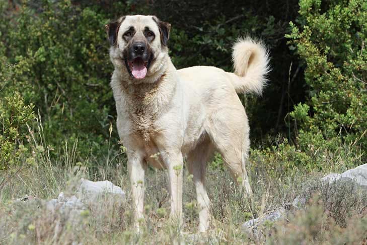 Anatolian Shepherd Dog standing in a rocky, wooded landscape.