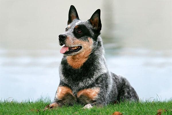 Australian Cattle Dog laying down in the grass.