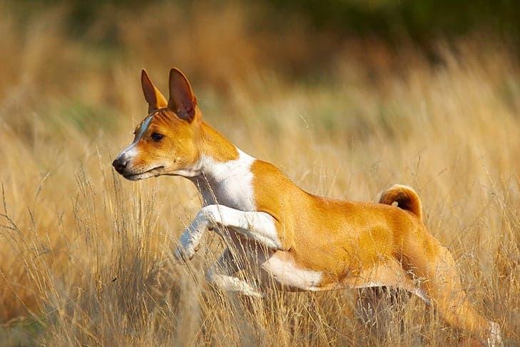 Basenji running through a field.