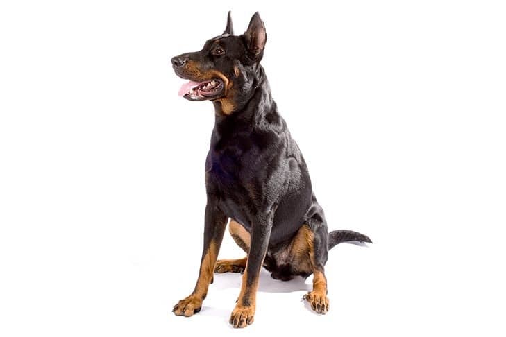 Beauceron sitting in three-quarter view facing left.
