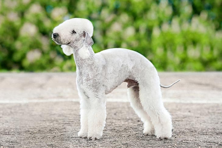 Bedlington Terrier standing outdoors.
