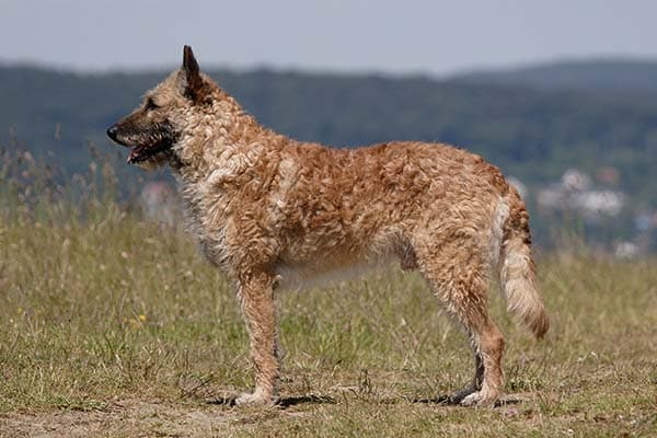 Belgian Laekenois standing in profile in a field.
