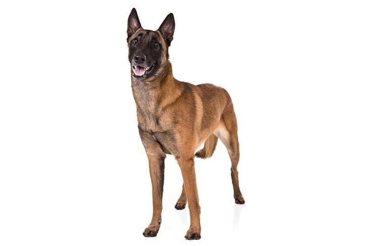 Belgian Malinois standing in three-quarter view.