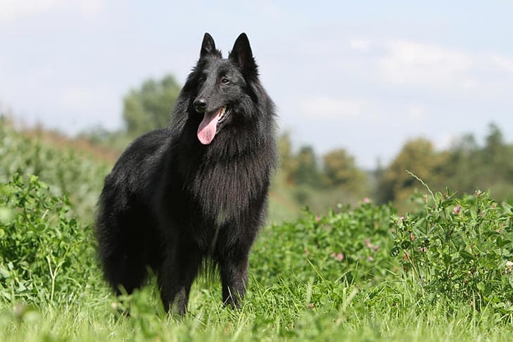 Belgian Sheepdog standing in a field.