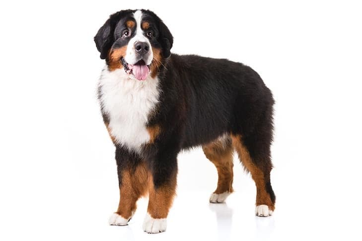 Bernese Mountain Dog standing in three-quarter view on a white background.
