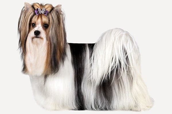 Biewer Terrier standing in profile on a white background.