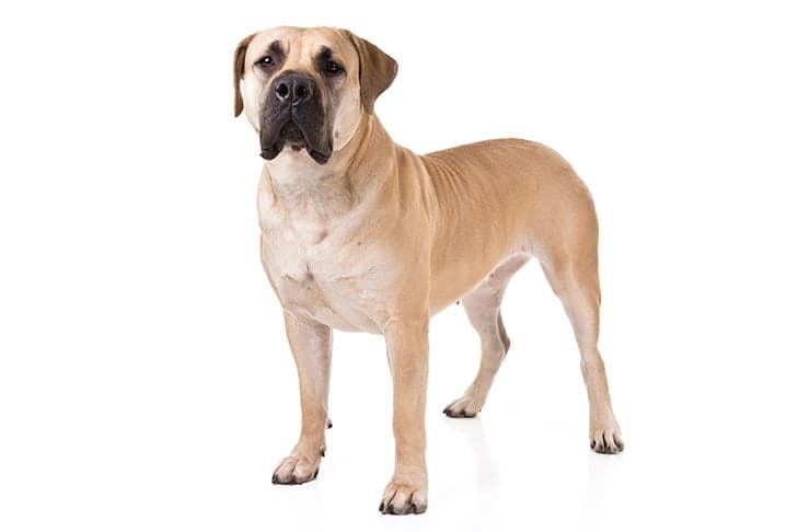 Boerboel standing in three-quarter view.