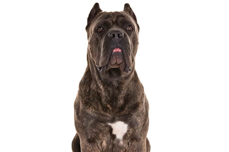 Cane Corso head and shoulders.