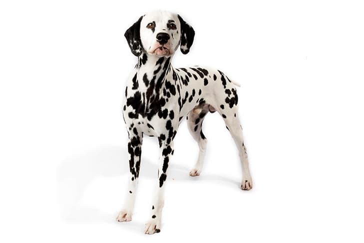Dalmatian standing in three-quarter view facing forward