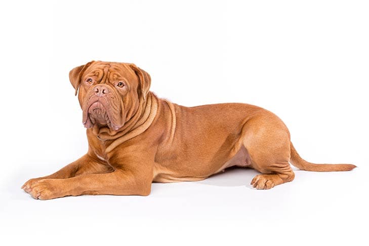 Bordeaux-i dog