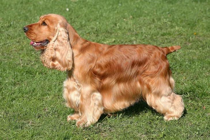 English Cocker Spaniel standing sideways in grass facing left