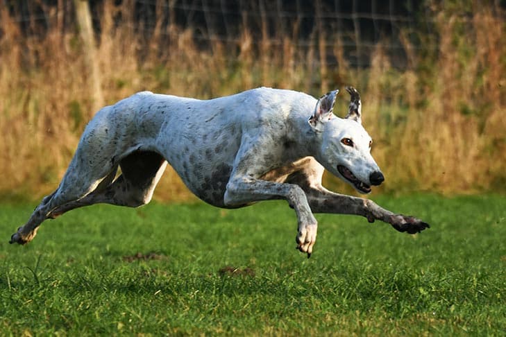 Greyhound running in a field.