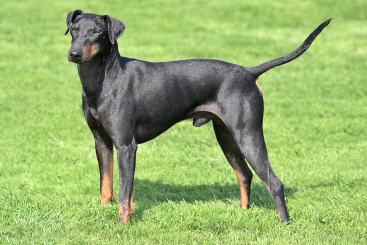 Standard Manchester Terrier standing in profile outdoors.