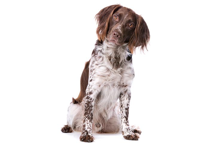 Small Munsterlander Pointer