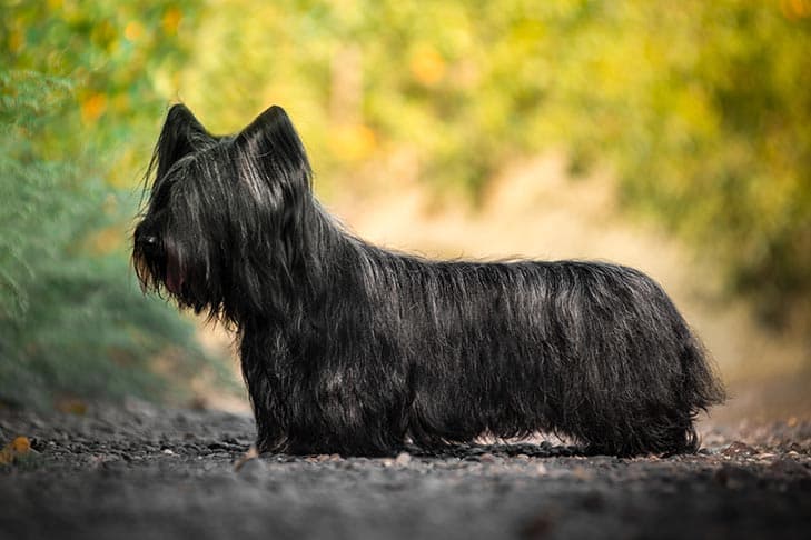 There are more Giant Pandas in the world than there are Skye Terriers.