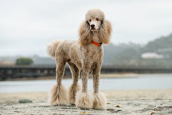 Standard Poodle standing outdoors at the beach.