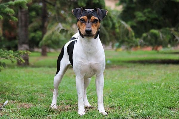 Brazilian Terrier standing in the yard outdoors.