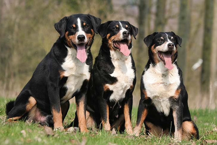 Three Appenzeller Sennenhunde dogs sitting outdoors.