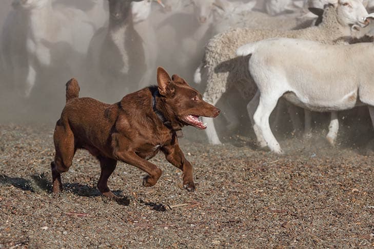Brown Australian Kelpie herding sheep.