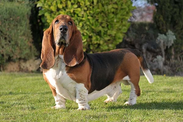 Basset Hound standing in the garden.