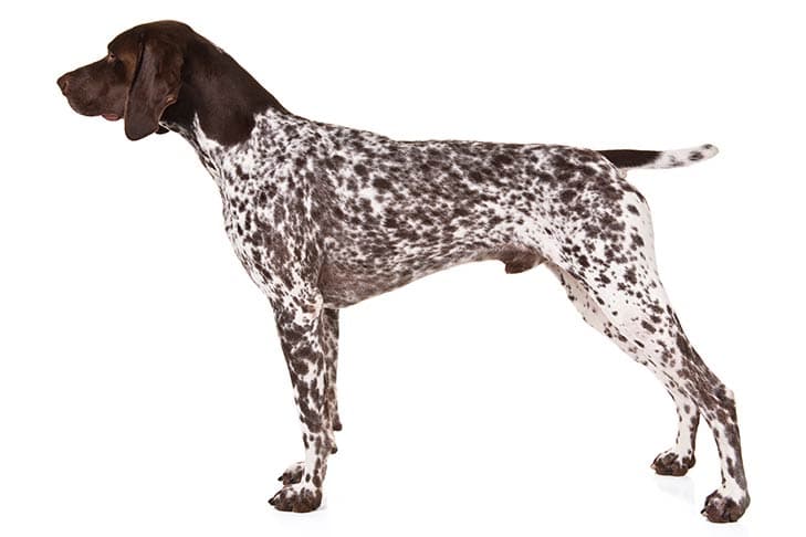 Német rövidszőrű vizsla