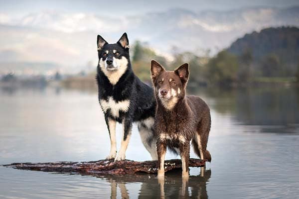 Lapponian Herders standing together in the shallows.