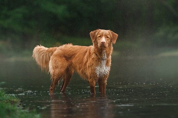 Nova Scotia Duck Tolling Retriever wading in water.
