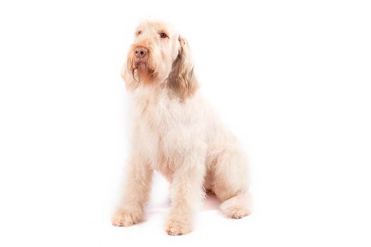 Spinone Italiano sitting in three-quarter view.