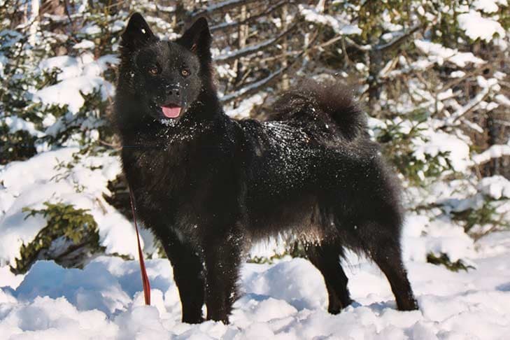 svéd lapphund