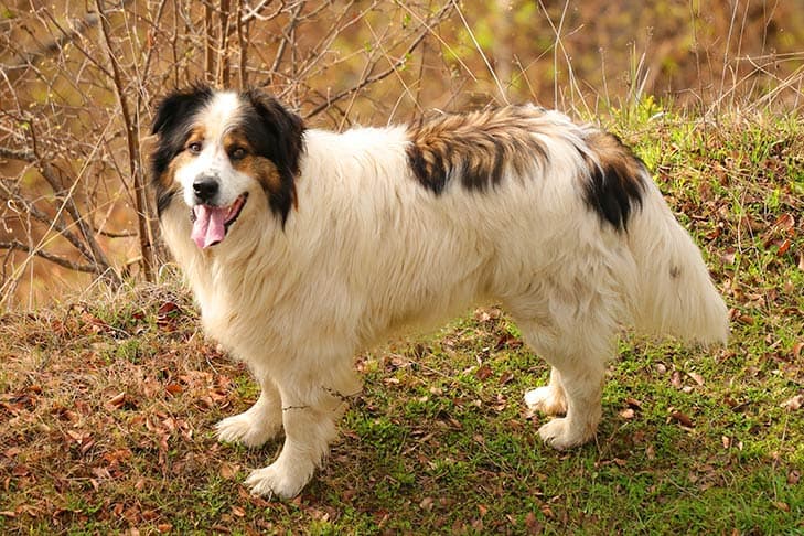 Tornjak standing in the woods.