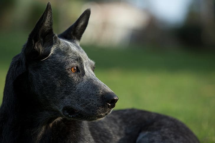Australian Stumpy-Tail Cattle Dog standing outdoors facing right.