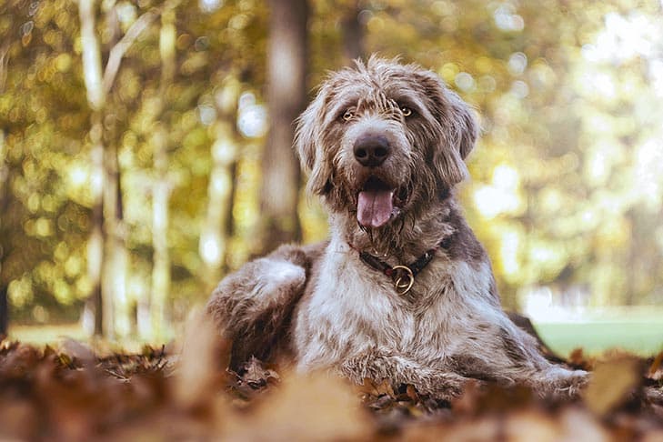 Slovakian Wirehaired Pointer laying down outdoors in the fall.