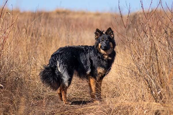 Bohemian Shepherd standing in profile in a field of tall brown grasses.