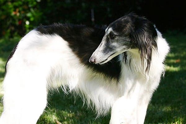 Silken Windhound head portrait outdoors in the yard.